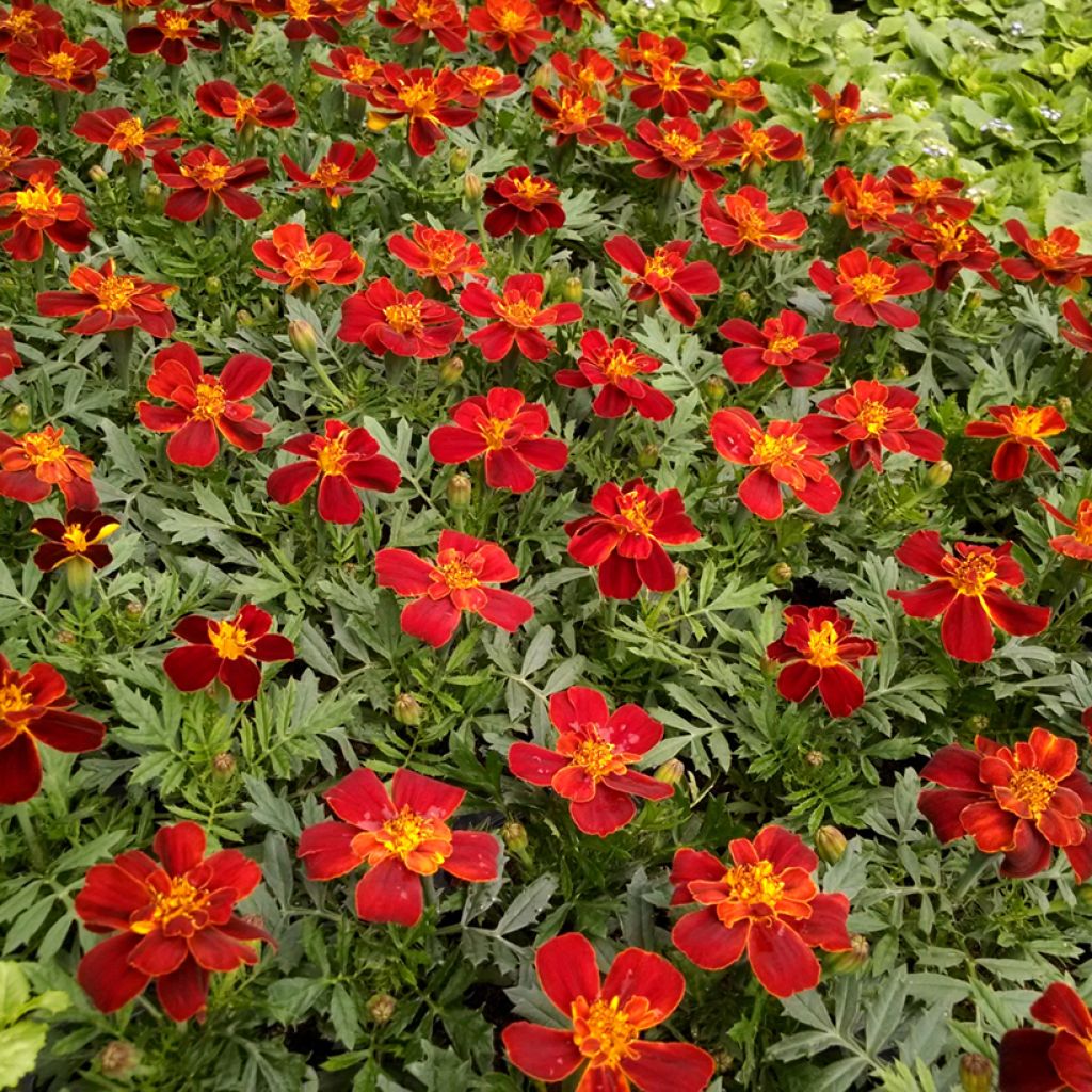 Graines d'Oeillet d’Inde Durango Red - Tagetes patula