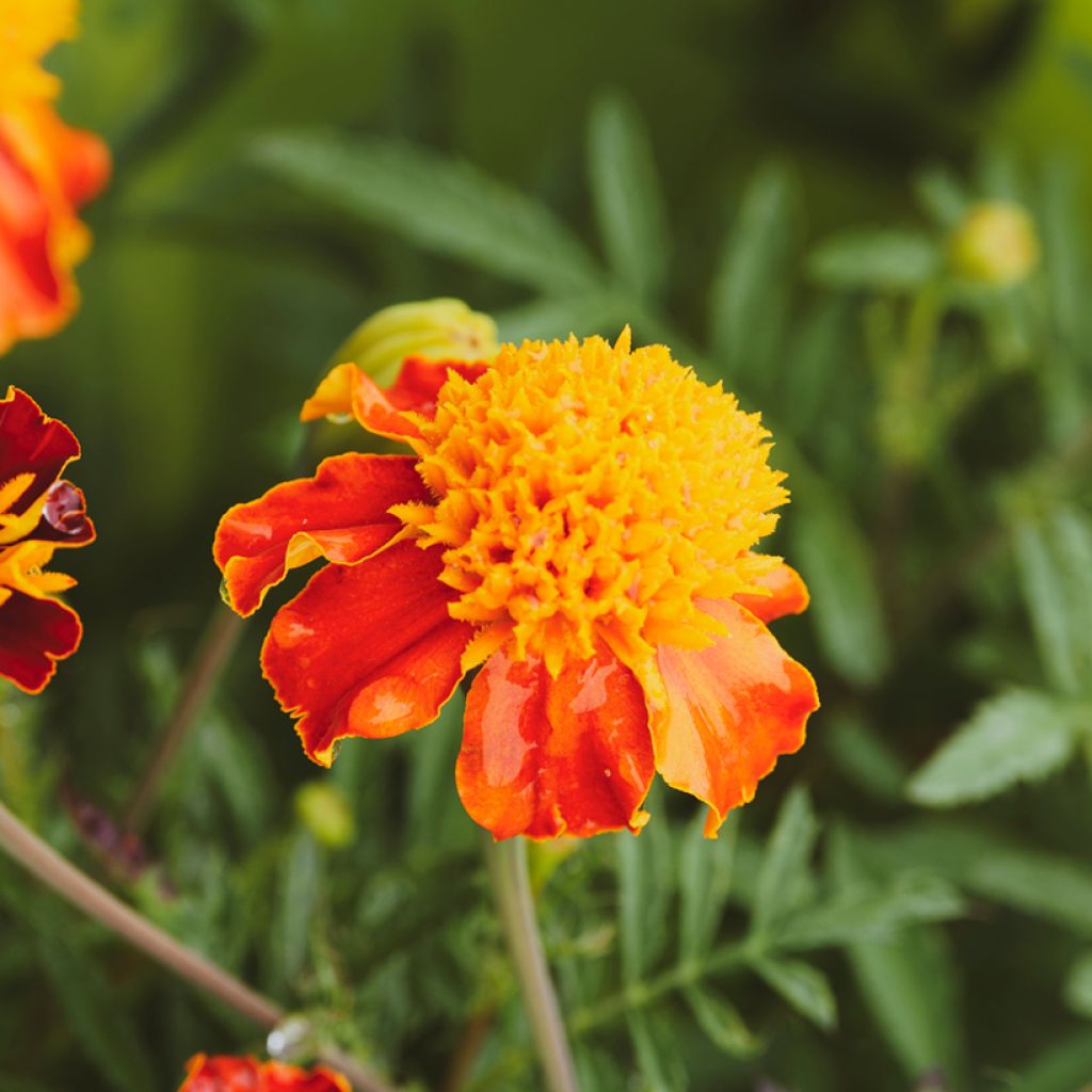 Graines d'Oeillet d’Inde Orange Flame - Tagetes patula