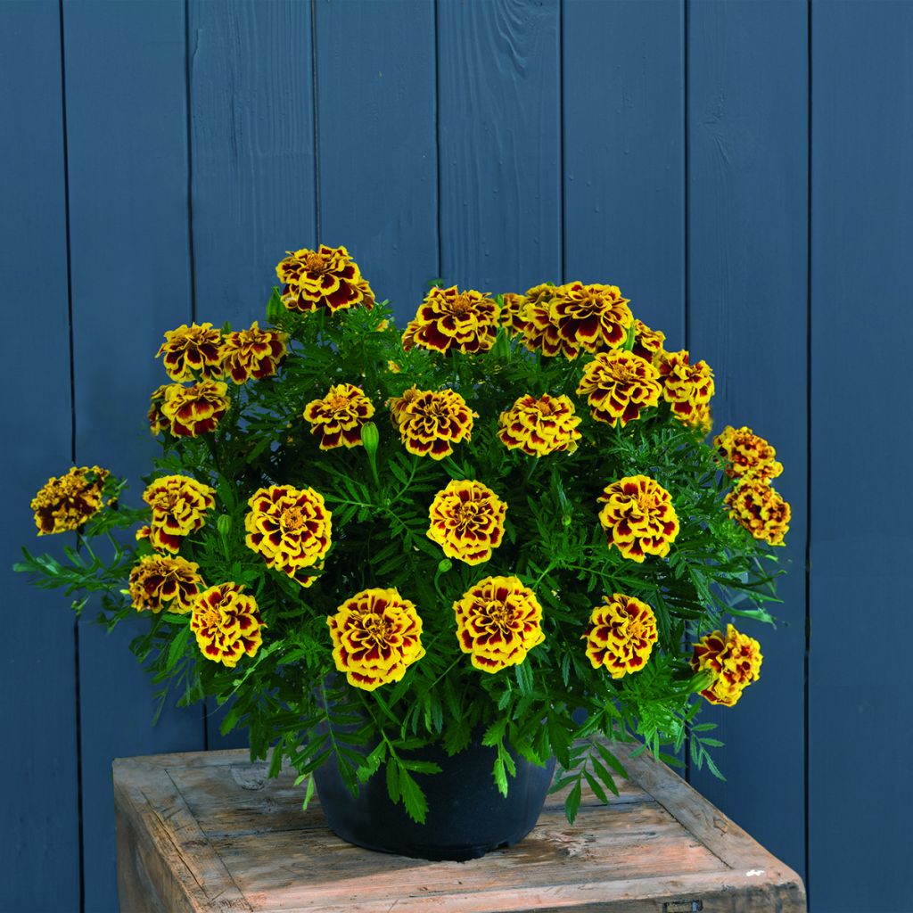 Graines d'oeillet d'Inde Mango Tango - Tagetes patula