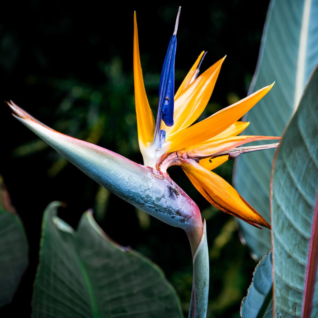 Graines d’Oiseau de Paradis jaune - Strelitzia reginae Mandela’s Gold