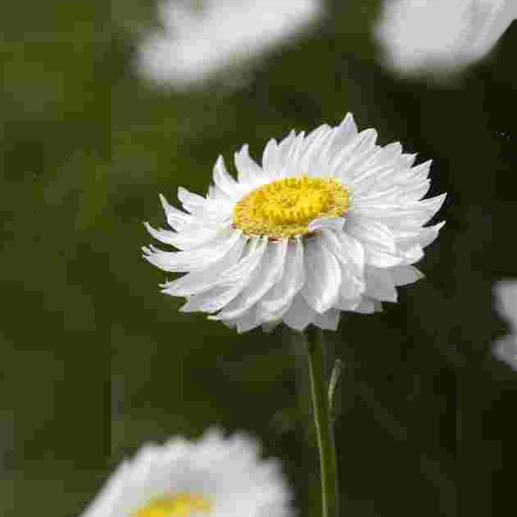 Graines d'Immortelles d'Australie blanches - Acroclinium