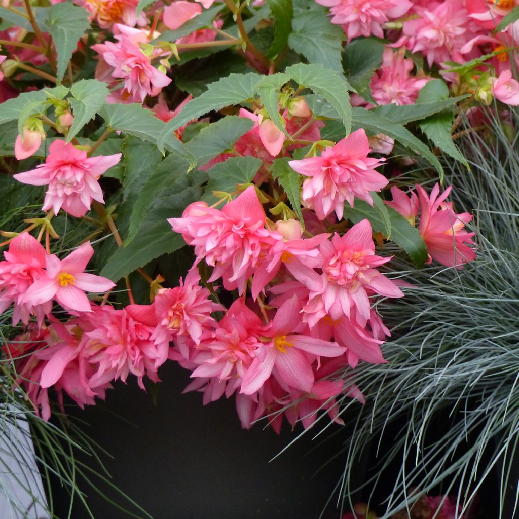 Graines de Bégonia retombant Funky Light Pink F1