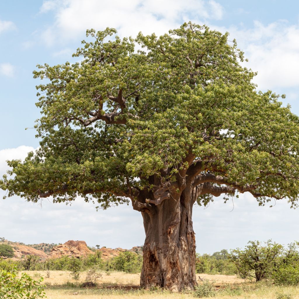 Graines de Baobab - Adansonia digitata