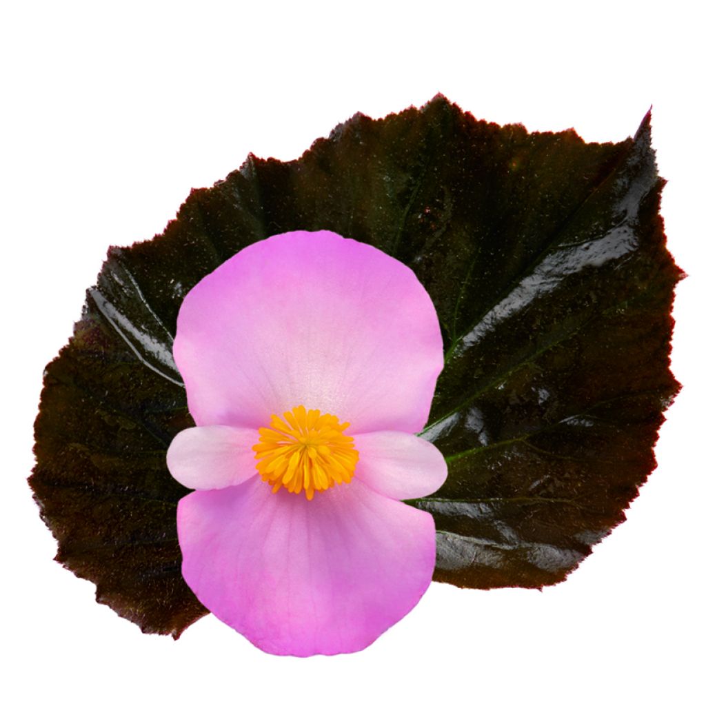 Graines de Bégonia Stonehedge Light Pink Bronze Leaf