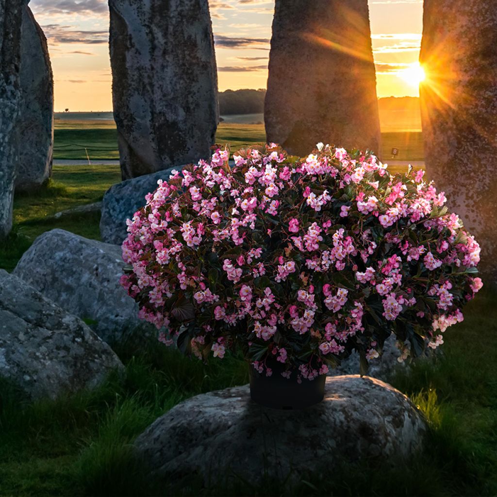 Graines de Bégonia Stonehedge Light Pink Bronze Leaf