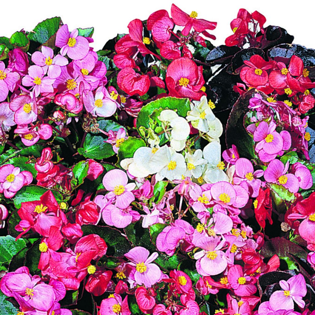 Graines de Bégonia semperflorens nain Organdy Mix (enrobées)