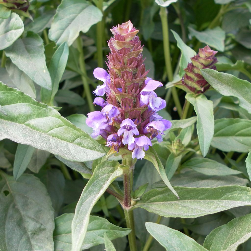 Graines de Brunelle commune - Prunella vulgaris
