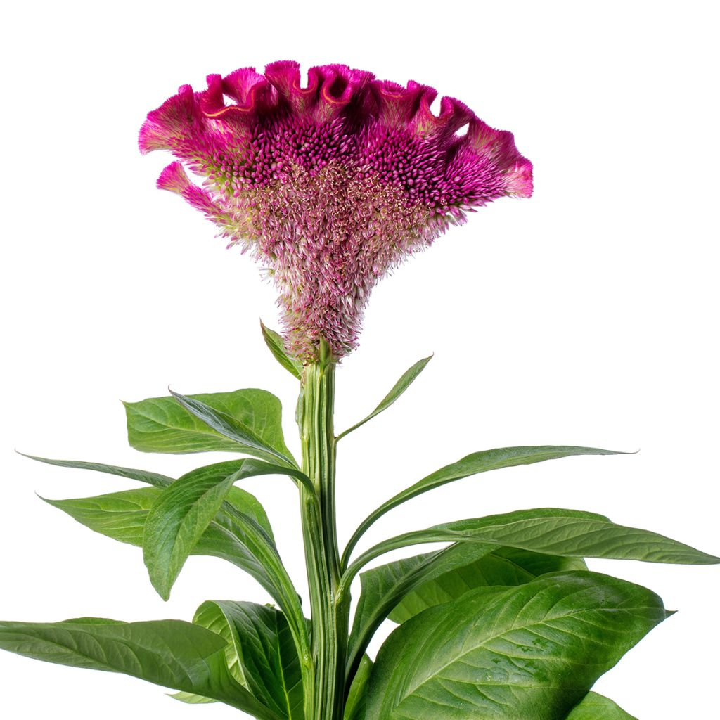 Graines de Célosie crête-de-coq Bar Bora (Purple)