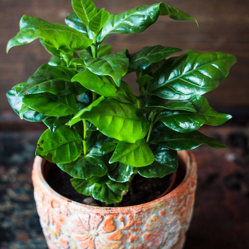 Graines de Caféier - Coffea arabica