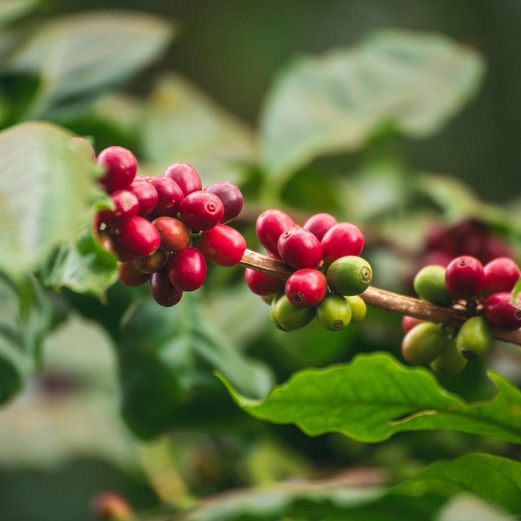 Graines de Caféier - Coffea arabica