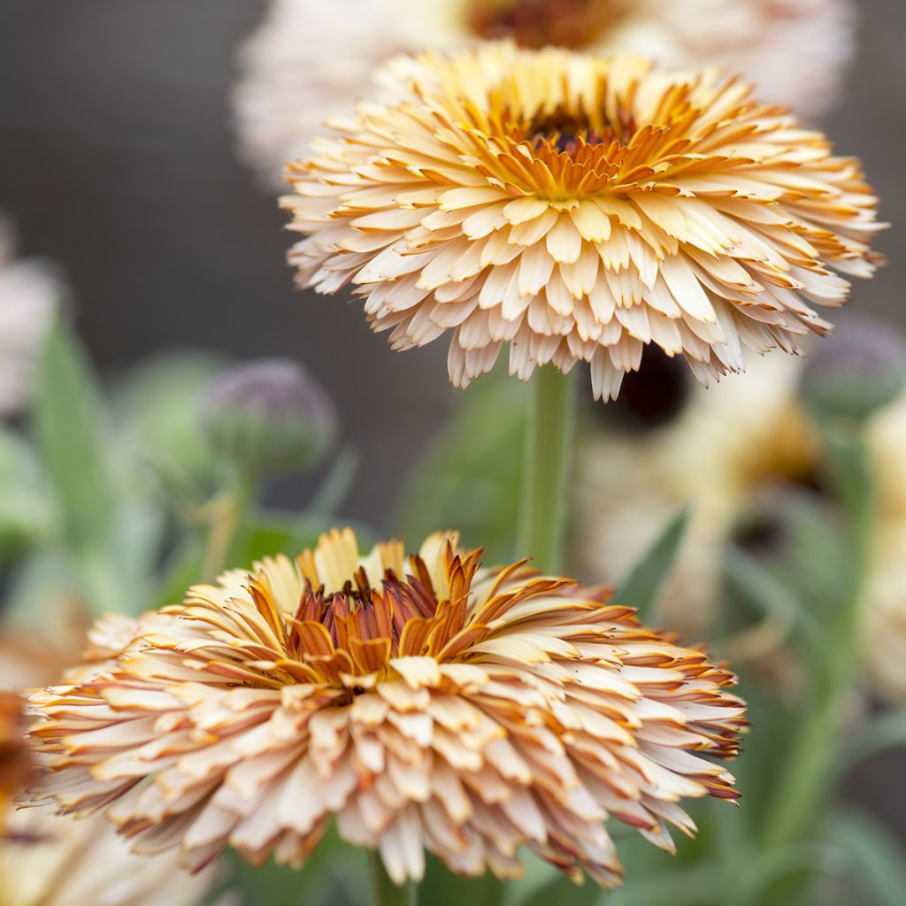 Graines de Calendula officinalis Pygmy Buff - Souci des jardins