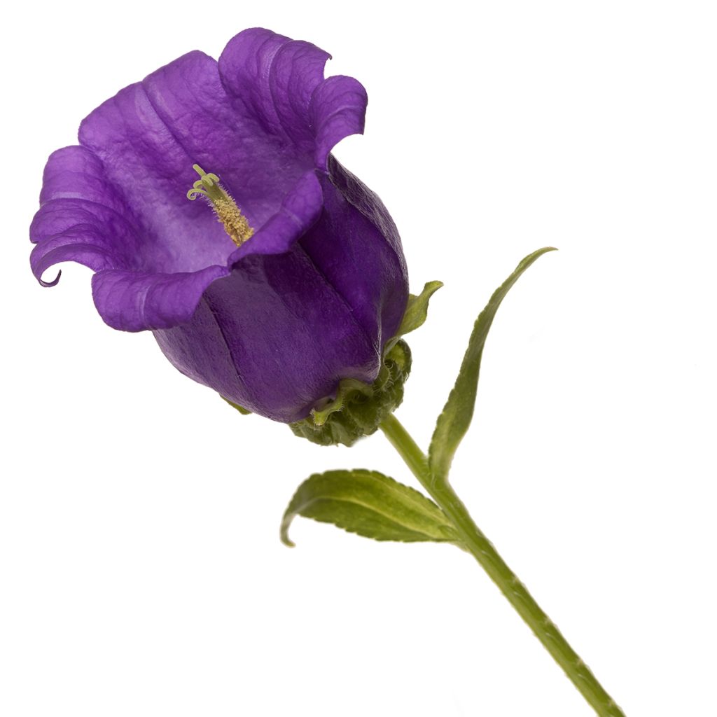 Graines de Campanule medium F1 Big Ben Deep Blue (graines enrobées)