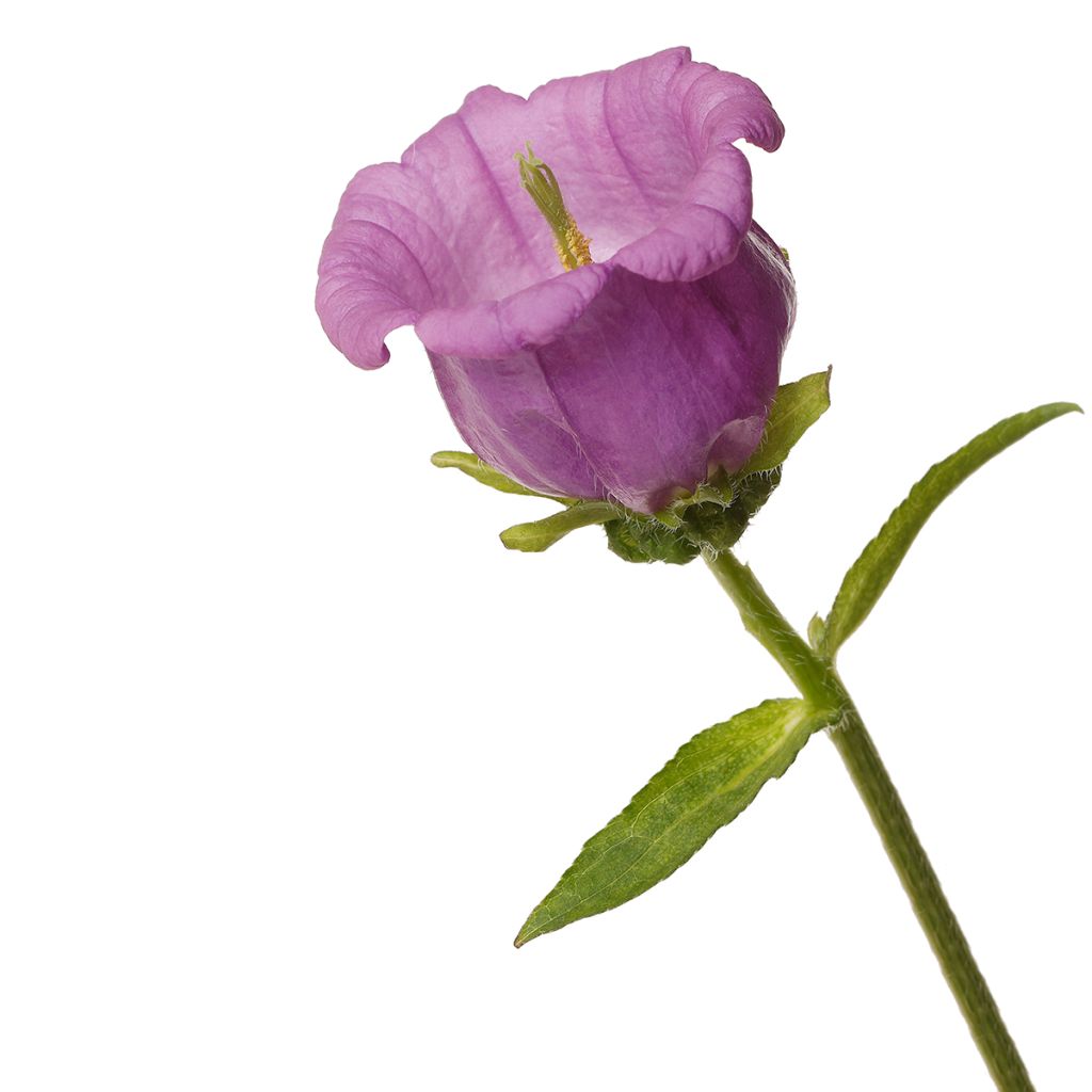 Graines de Campanule medium F1 Big Ben Lavender (graines enrobées)