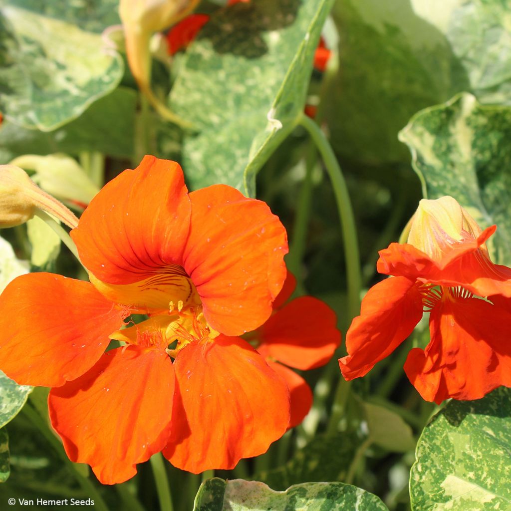 Graines de Capucine naine Orange Troika - Tropaeolum