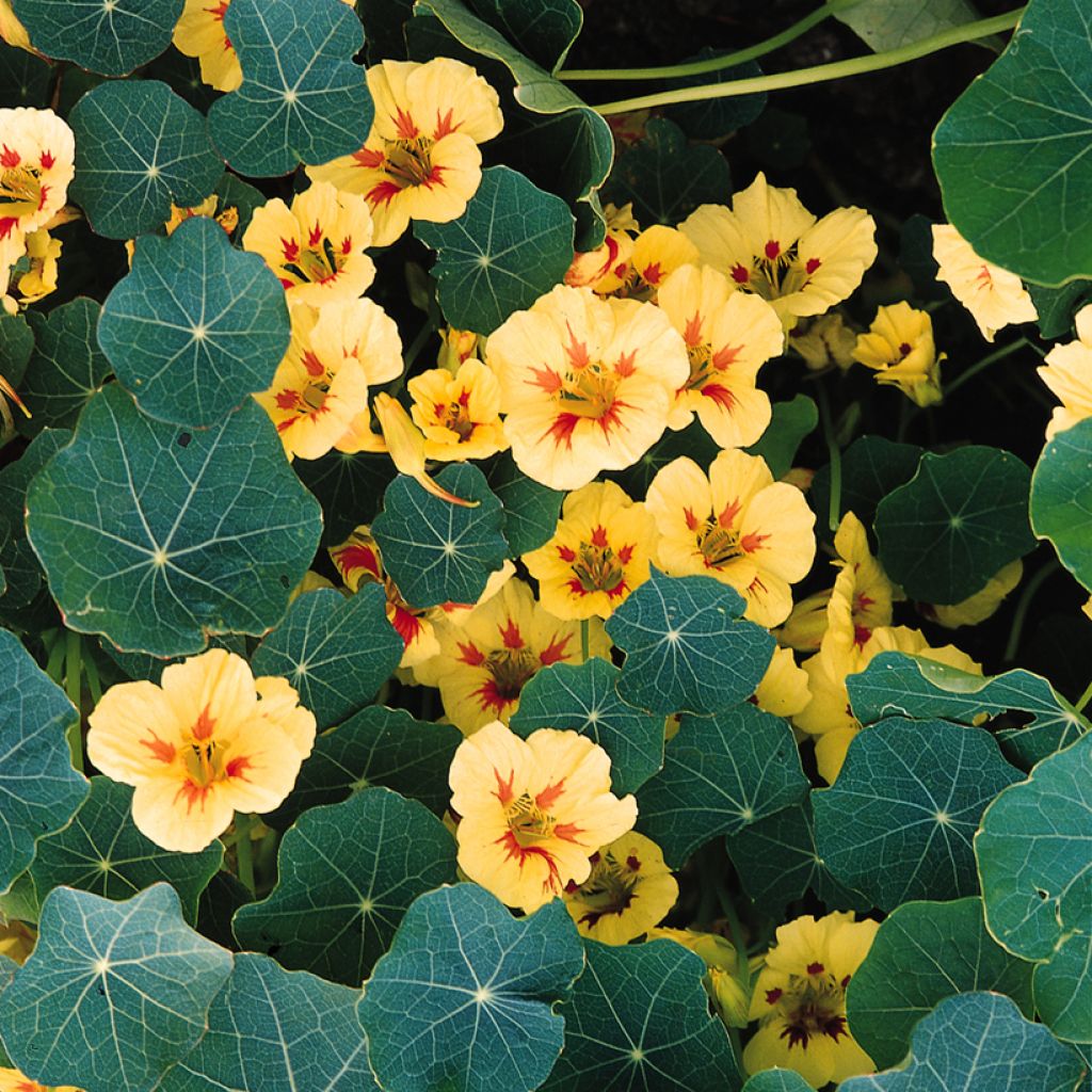 Graines de Capucine naine Peach Melba Superior BIO - Tropaeolum majus