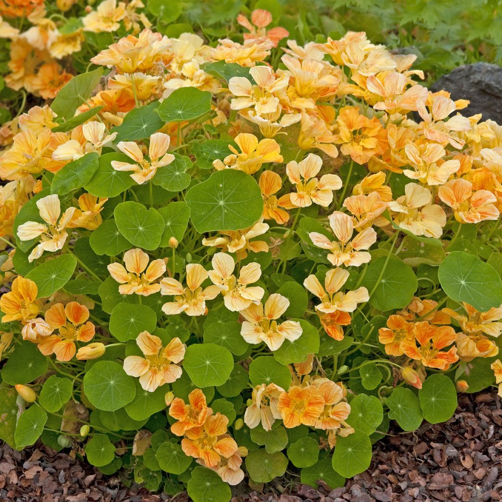Graines de Capucine naine Whirlybird Apricot 