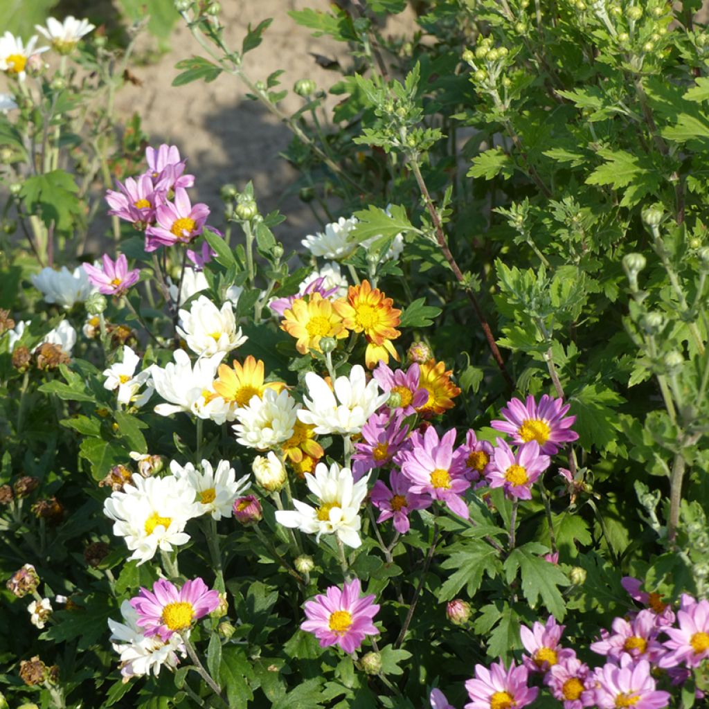 Graines de Chrysanthème des fleuristes Fanfare Improved F1 