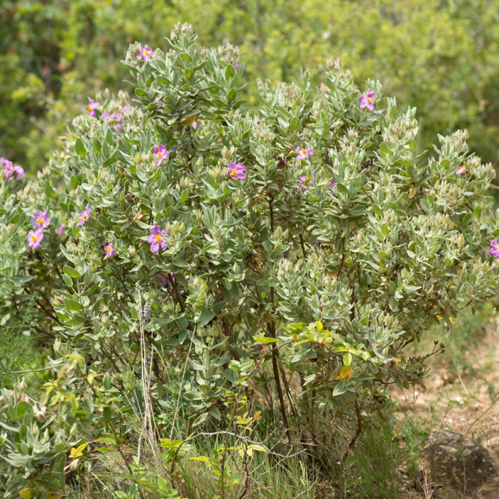 Graines de Ciste cotonneux - Cistus albidus