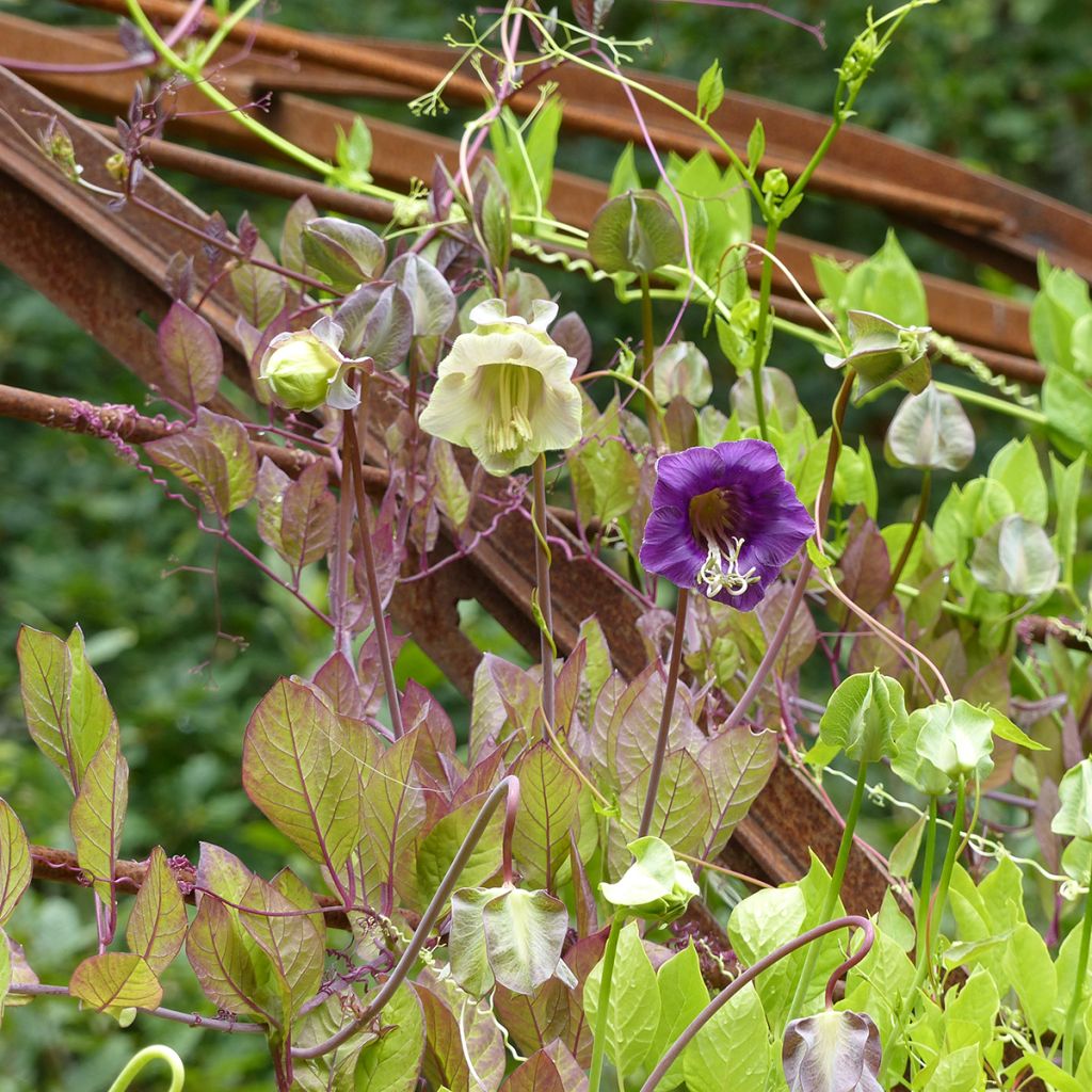 Graines de Cobée grimpante bleue et blanche Mix - Cobaea scandens