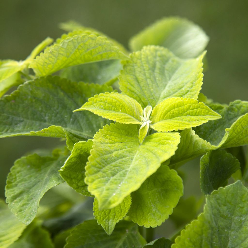 Graines de Coléus Mezmerize​ Bright Green