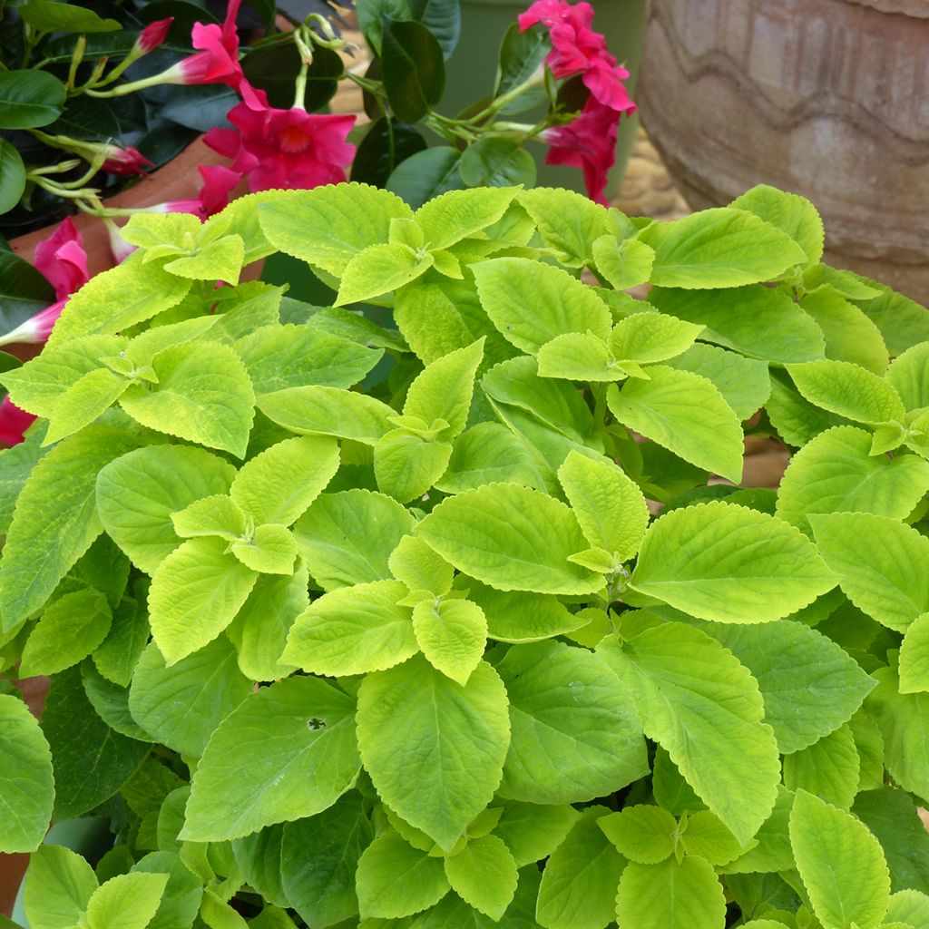 Graines de Coléus Mezmerize​ Bright Green