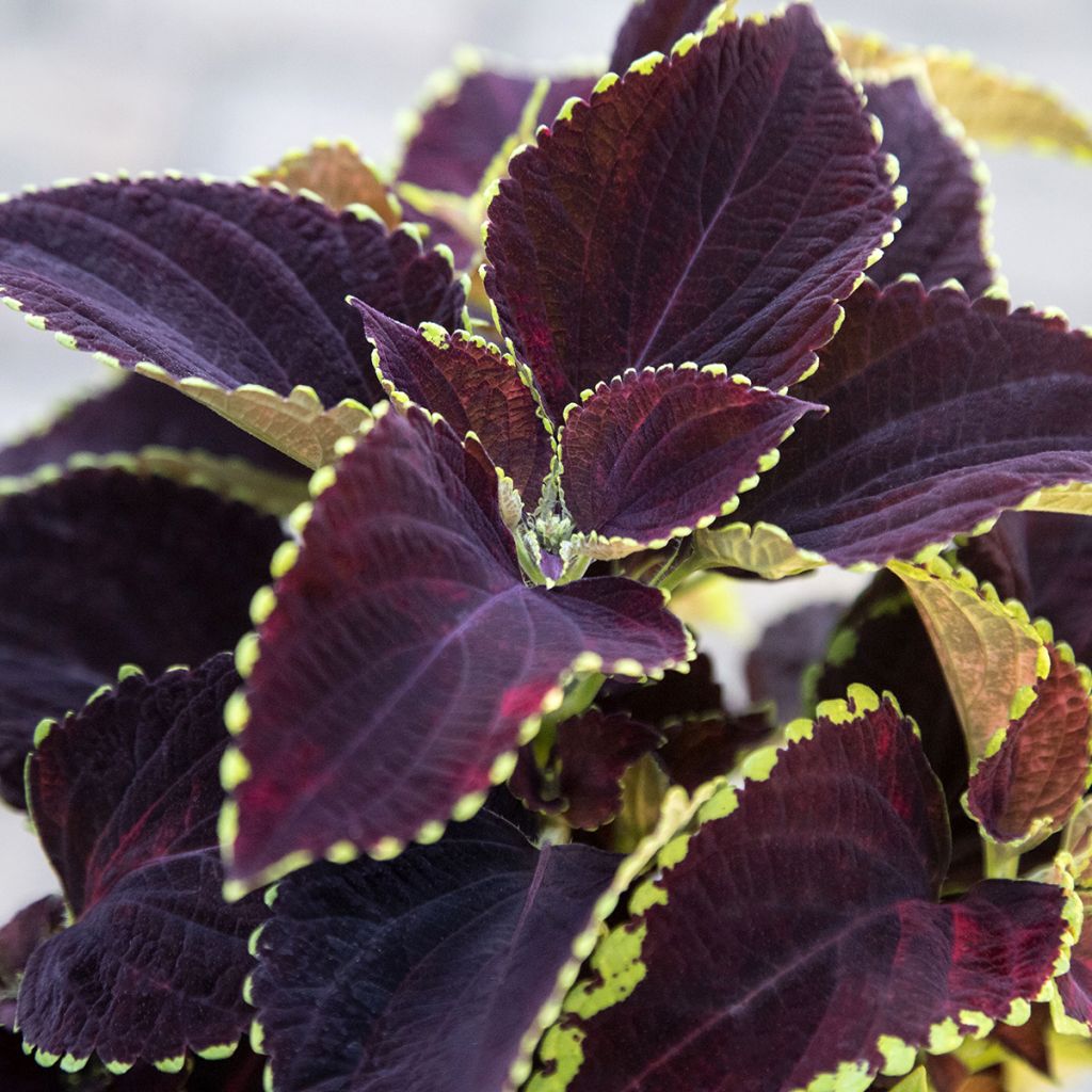 Graines de Coléus Mezmerize​ Chocolate Lime Edge