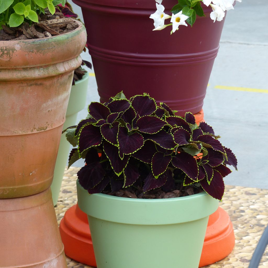 Graines de Coléus Mezmerize​ Chocolate Lime Edge