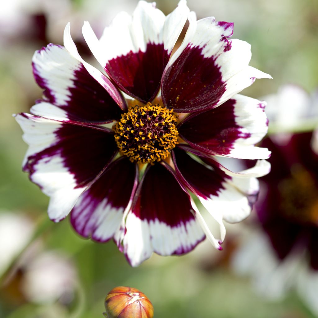 Graines de Coréopsis annuel Incredible! Swirl