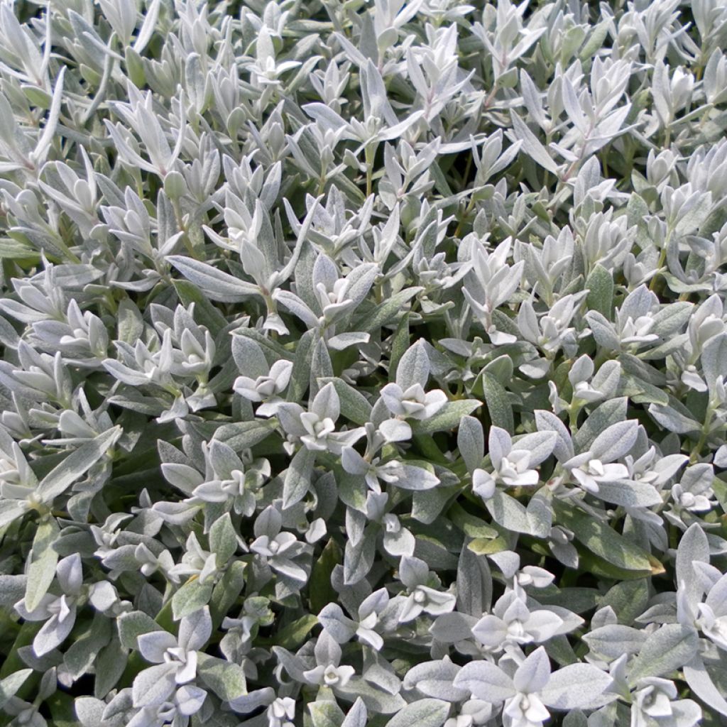 Graines de Corbeille d'Argent - Cerastium biebersteinii