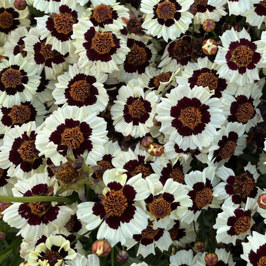 Graines de Coréopsis annuel Corusco Cream-Red - Coreopsis tinctoria