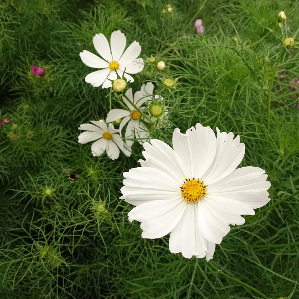 Graines de Cosmos Cupcakes White - Cosmos bipinnatus