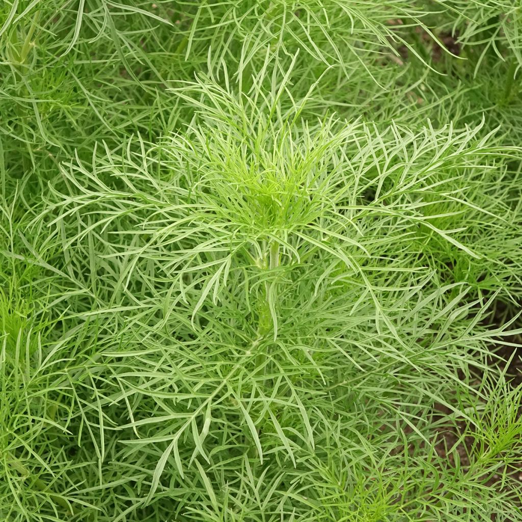 Graines de Cosmos Fandango - Cosmos bipinnatus