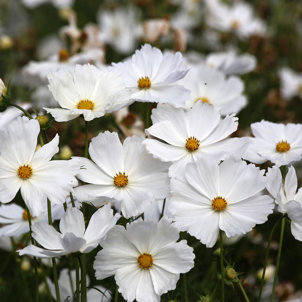Graines de Cosmos Lucinda - Cosmos bipinnatus