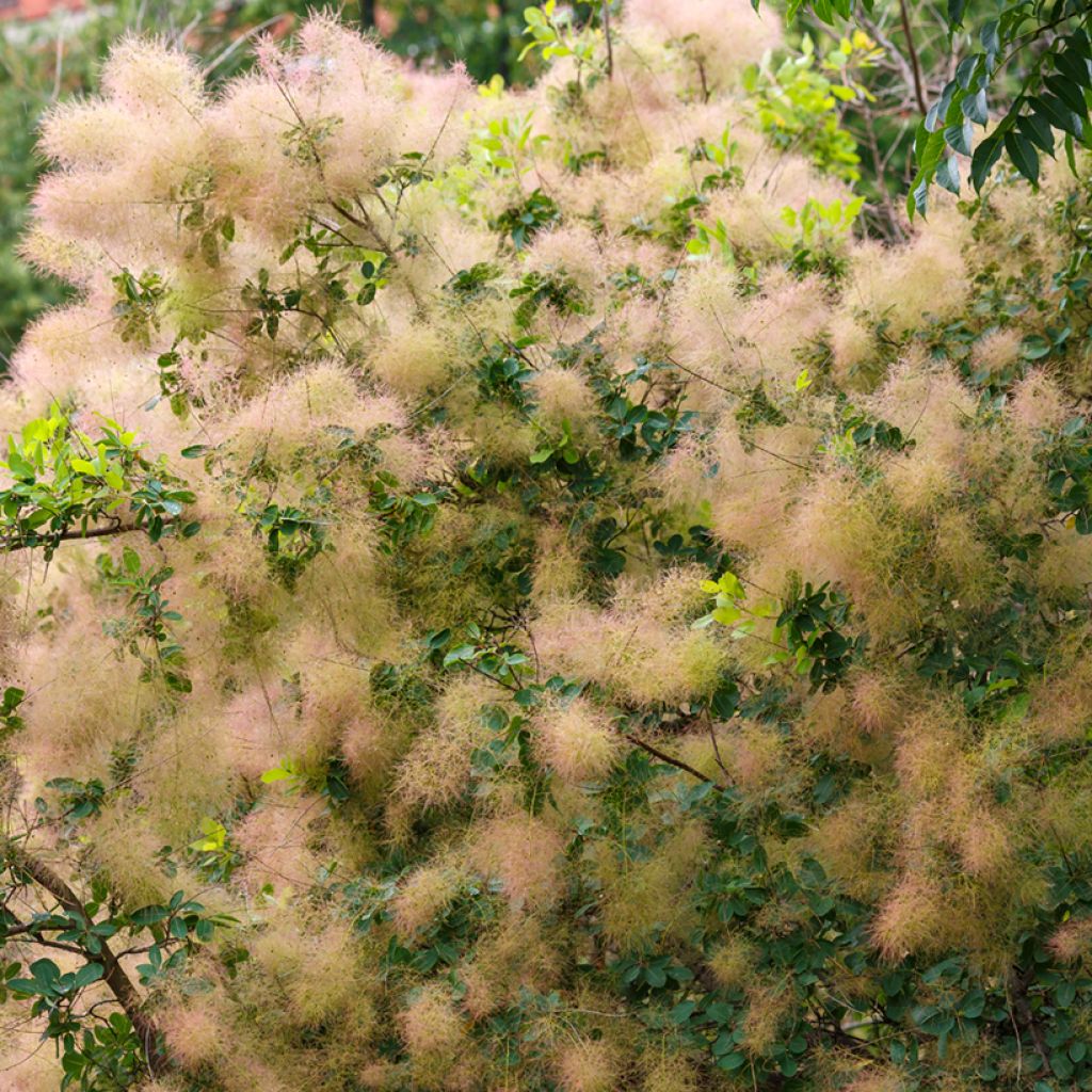 Graines de Cotinus coggygria