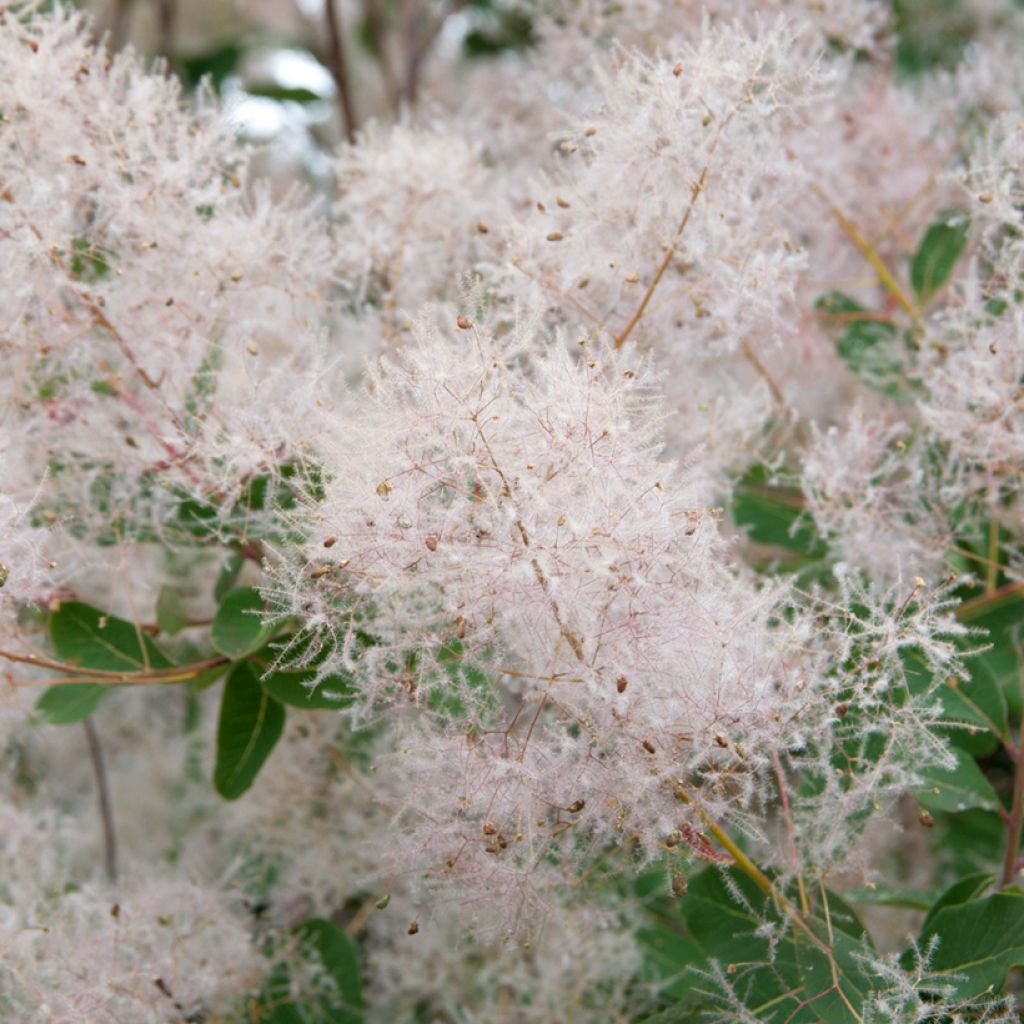 Graines de Cotinus coggygria