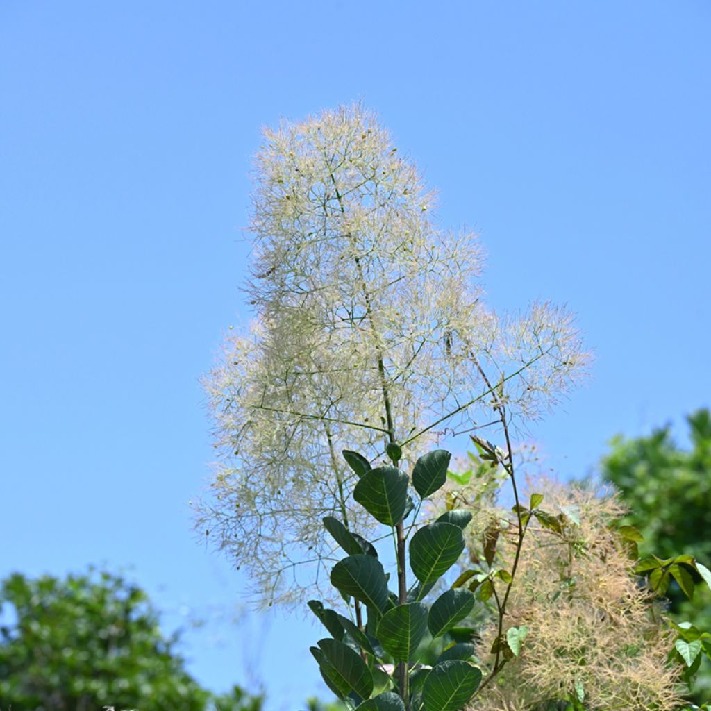 Graines de Cotinus coggygria