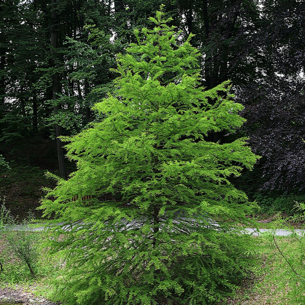 Graines de Cyprès-chauve - Taxodium distichum