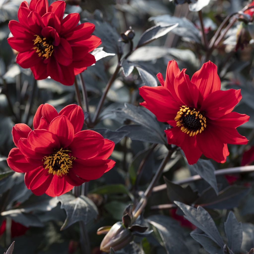 Graines de Dahlia Black Forest Ruby