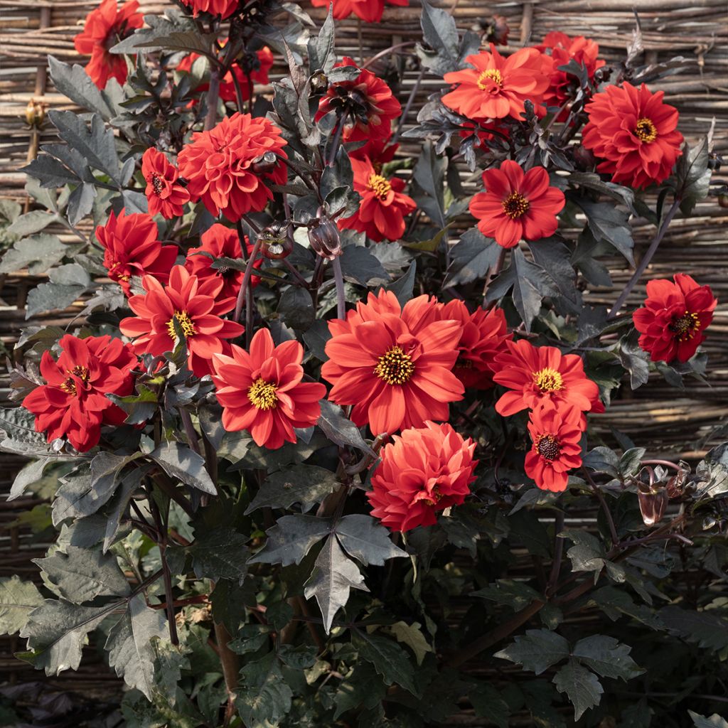 Graines de Dahlia Black Forest Ruby