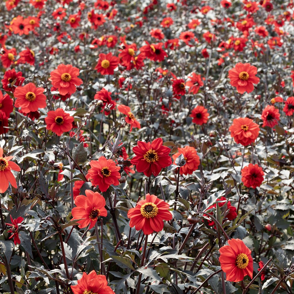 Graines de Dahlia Black Forest Ruby