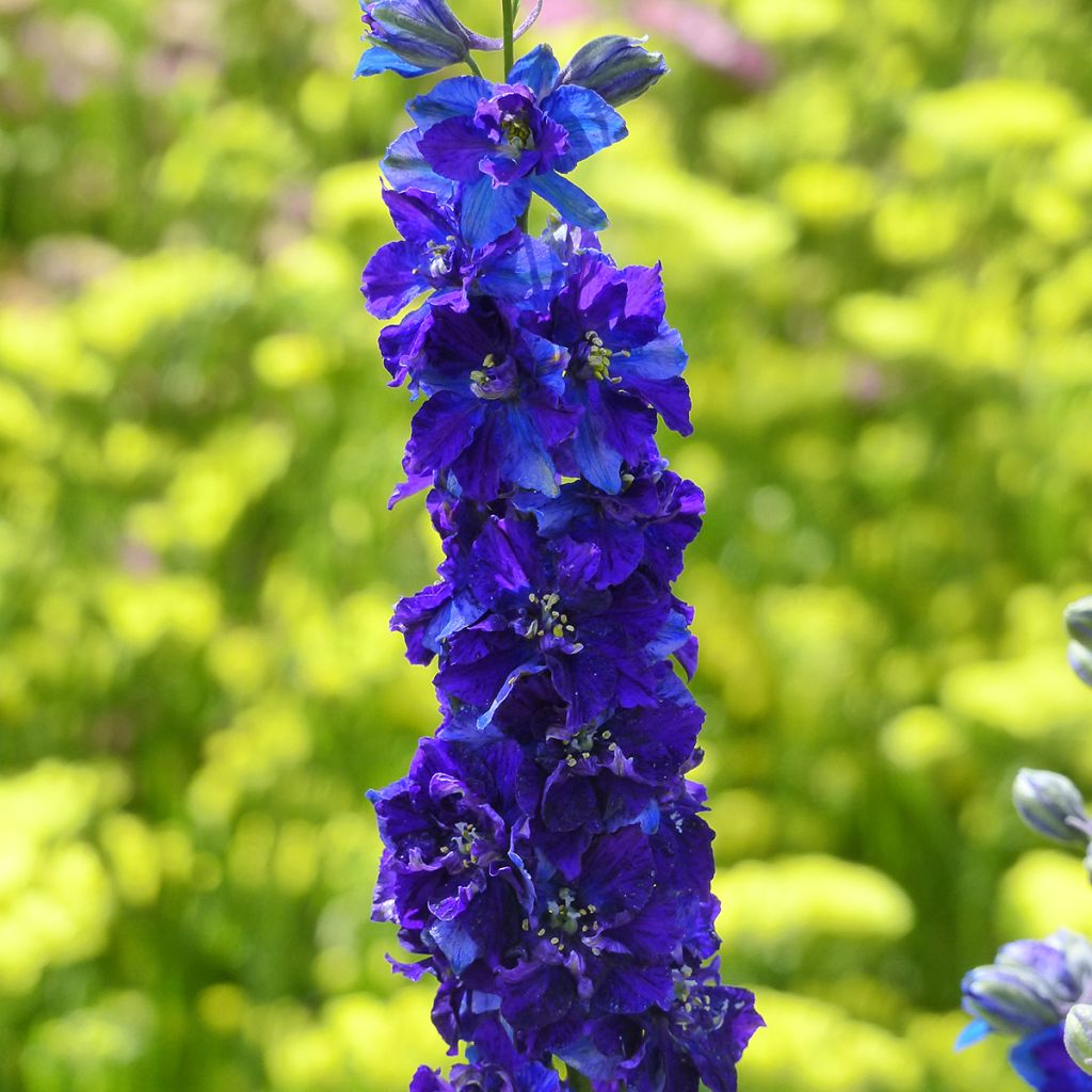 Graines de Delphinium Imperial QIS Dark Blue - Pied d'alouette annuel