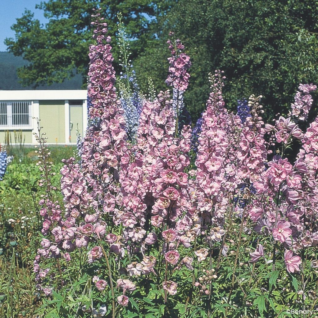Graines de Delphinium Pacific Giants Astolat - Pied d'Alouette vivace