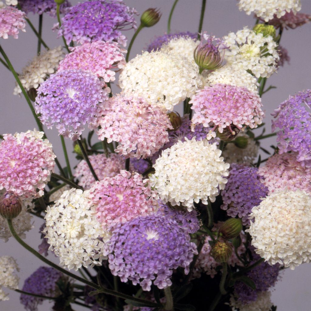 Graines de Didiscus caeruleus Lace Heavenly Umbels - Trachymène