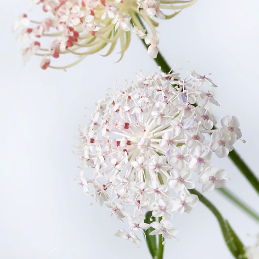 Graines de Didiscus caeruleus Lace Pink - Trachymène