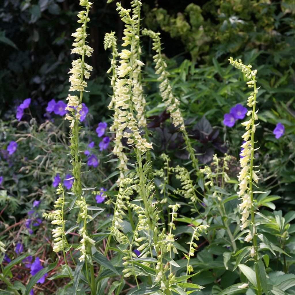 Graines de Digitale jaune - Digitalis lutea