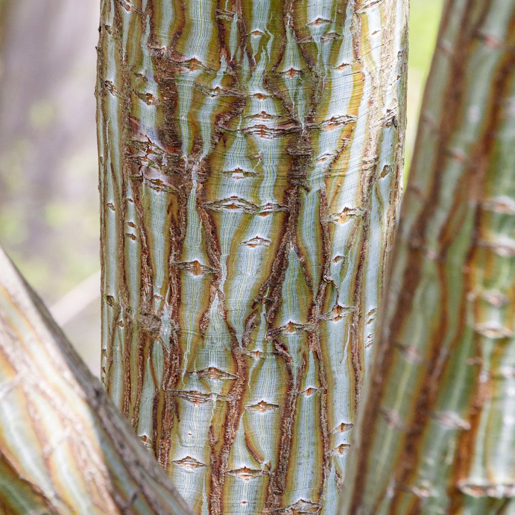 Graines d'Erable - Acer davidii
