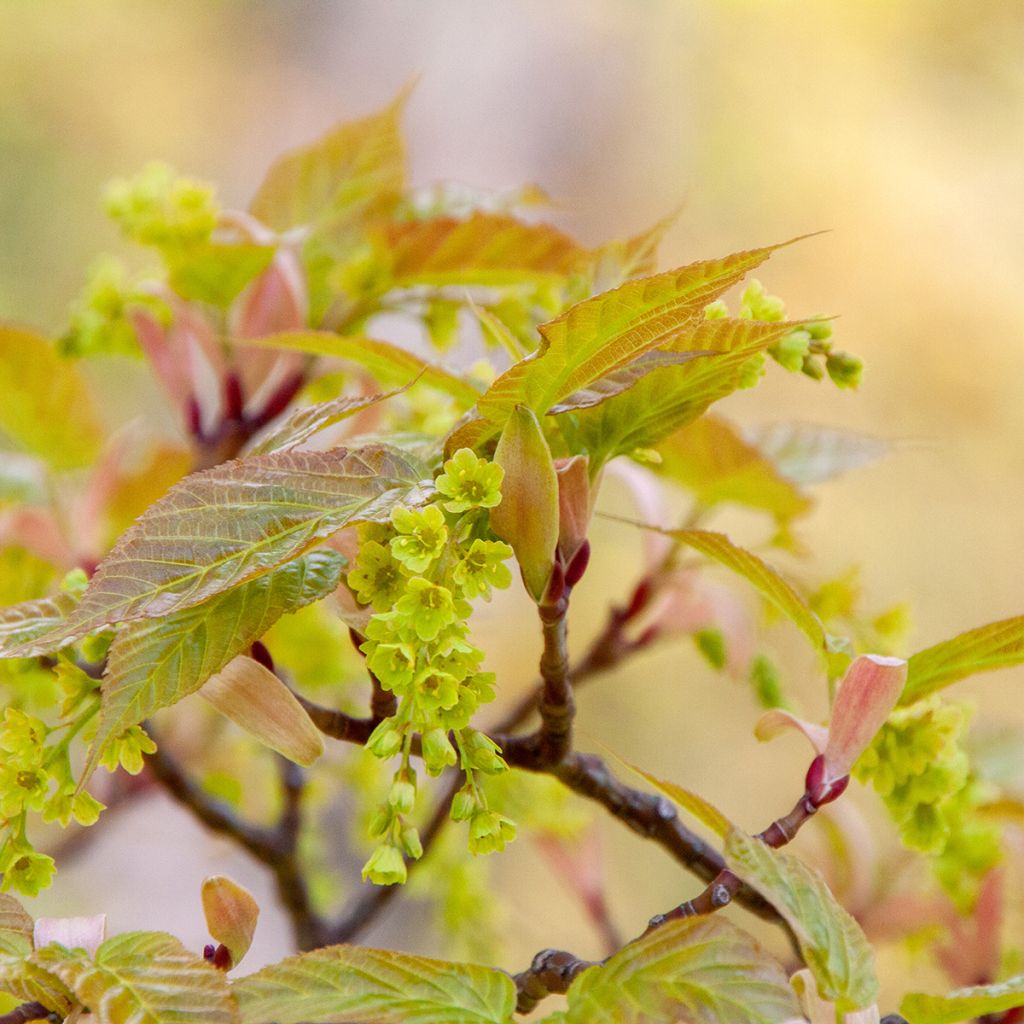 Graines d'Erable - Acer davidii