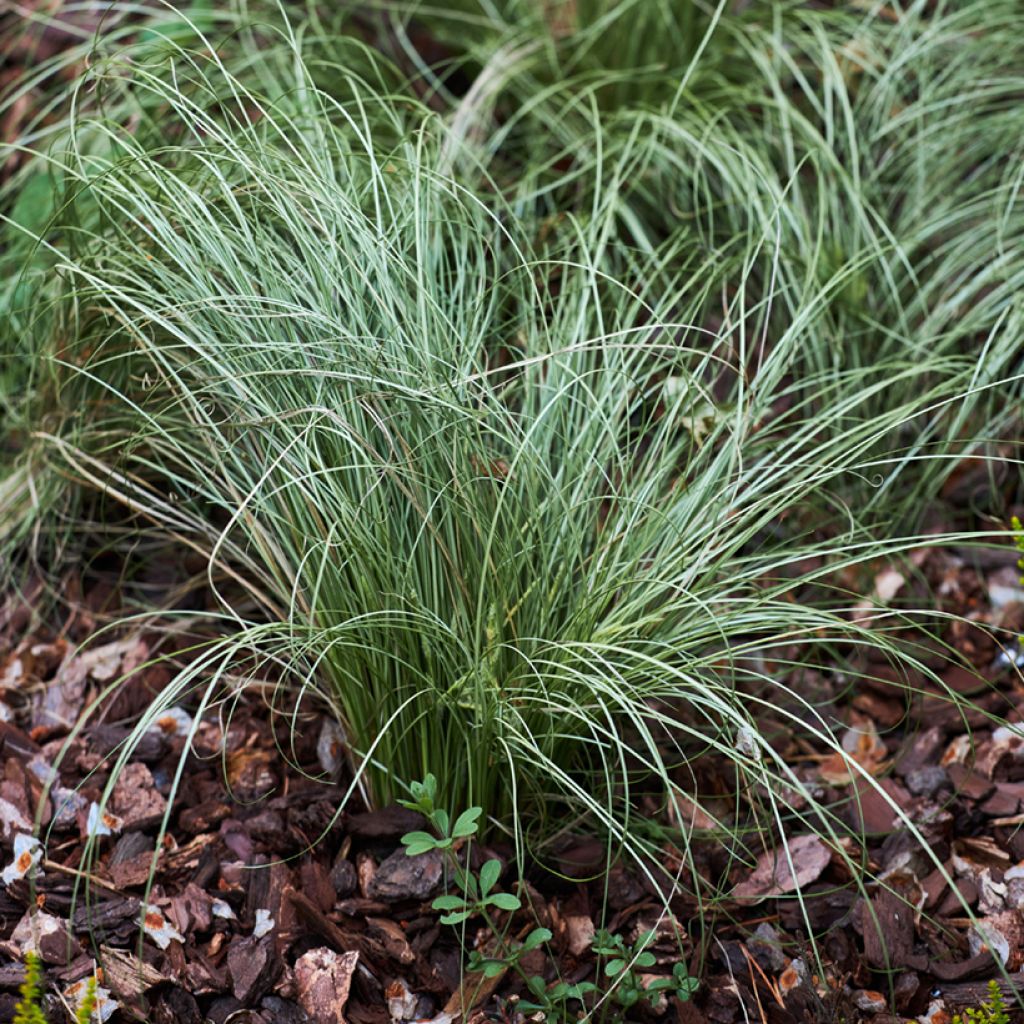 Graines de Fétuque bleue