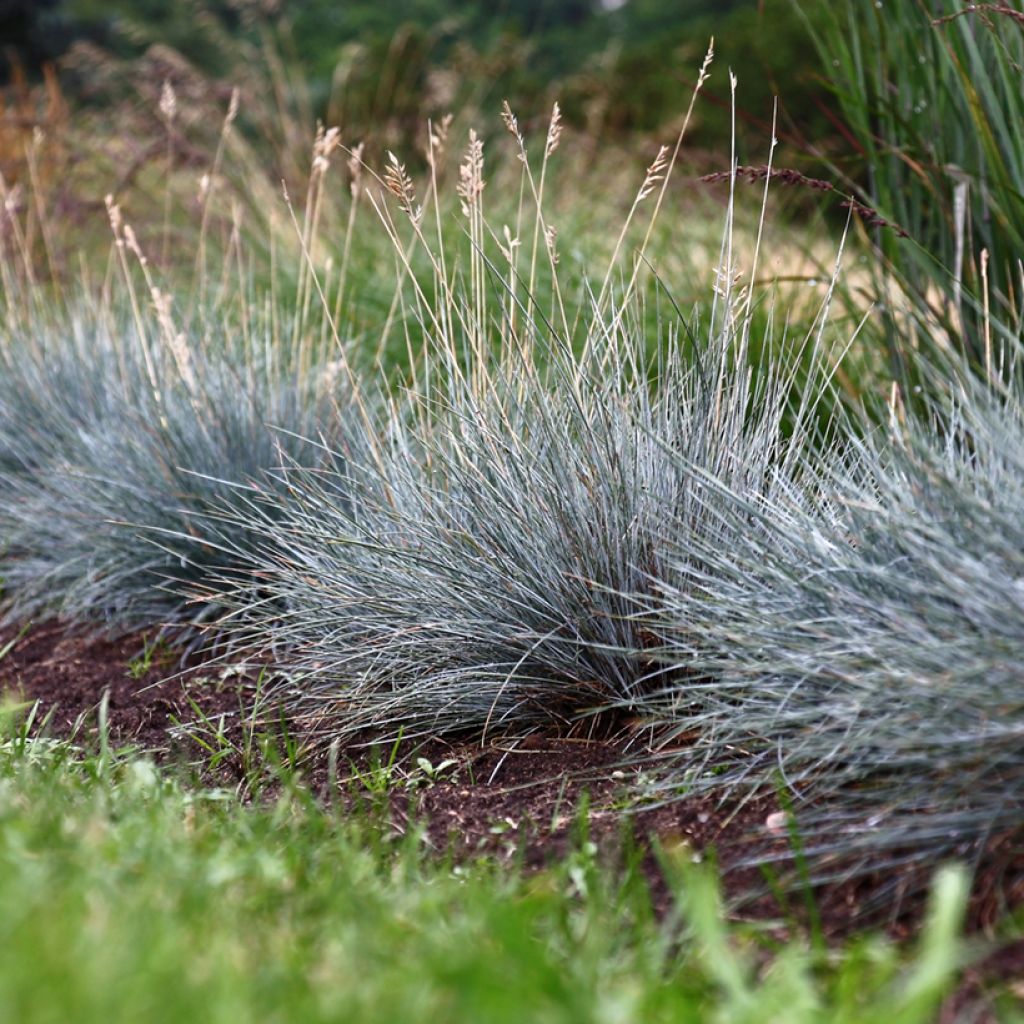 Graines de Fétuque bleue