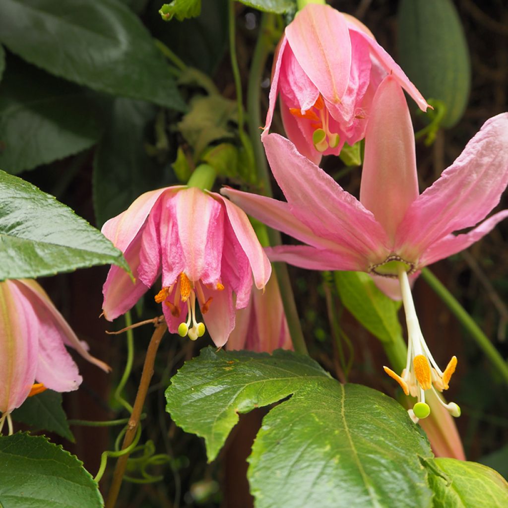 Graines de Fleur de la Passion - Passiflora tripartita var. mollissima